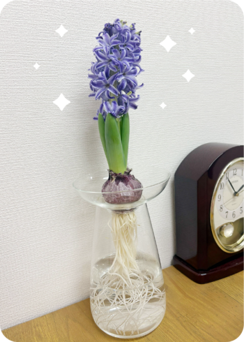 ヒヤシンス②.png